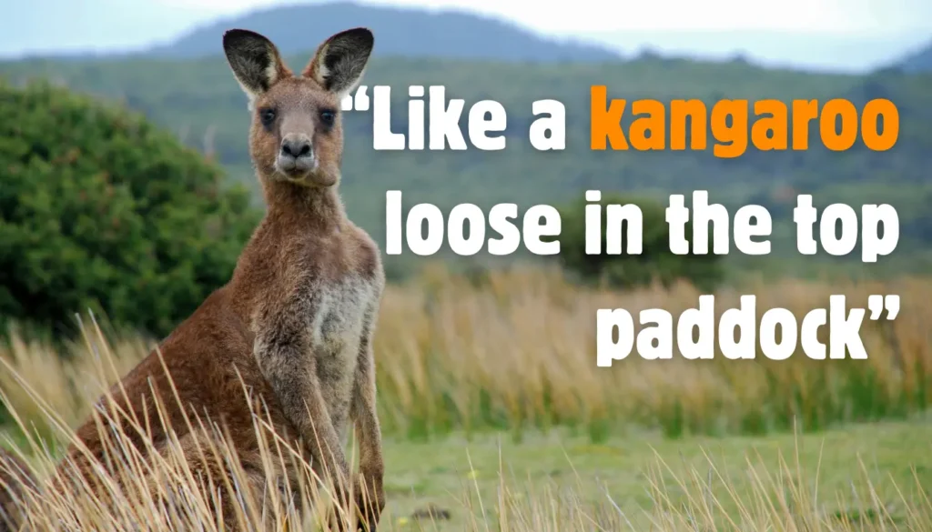 kangaroo in a paddock